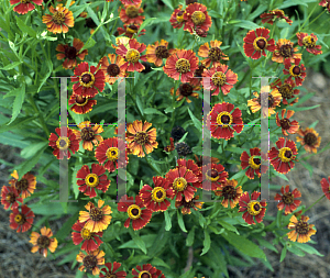 Picture of Helenium  'Coppelia'