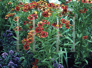 Picture of Helenium  'Coppelia'