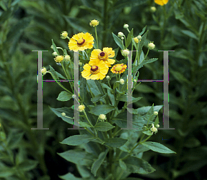 Picture of Helenium autumnale 'Zimbelstern'