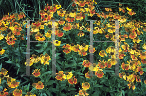 Picture of Helenium autumnale 'Waltraut'