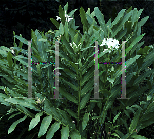 Picture of Hedychium coronarium 