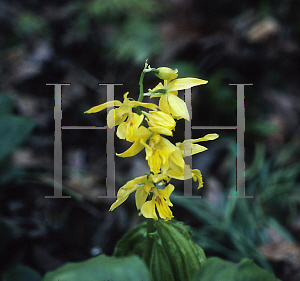 Picture of Calanthe sieboldii 