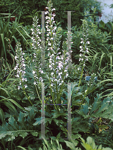 Picture of Acanthus  'Summer Beauty'