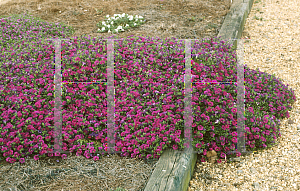 Picture of Calibrachoa  'Lirica Showers Scarlet Rose'