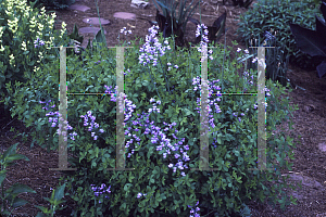 Picture of Baptisia  'Purple Smoke'