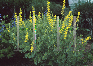 Picture of Baptisia viridis 