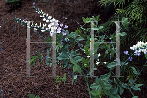 Picture of Baptisia  'Jim Garner'