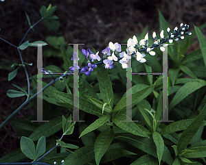 Picture of Baptisia  'Jim Garner'