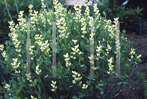 Picture of Baptisia sphaerocarpa 