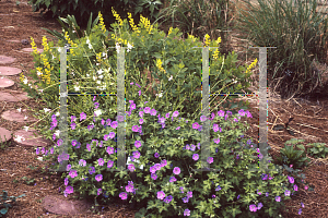 Picture of Geranium  'Rozanne'