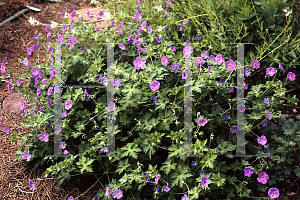 Picture of Geranium  'Rozanne'