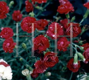 Picture of Dianthus  'Ruby Tuesday'