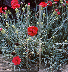 Picture of Dianthus  'Ruby Tuesday'