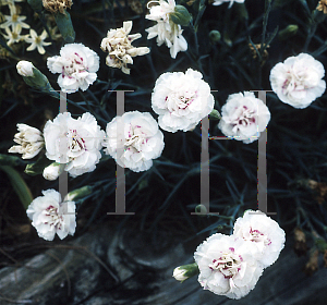Picture of Dianthus  'Fancy Knickers'
