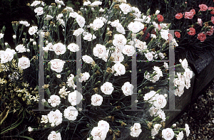 Picture of Dianthus  'Fancy Knickers'