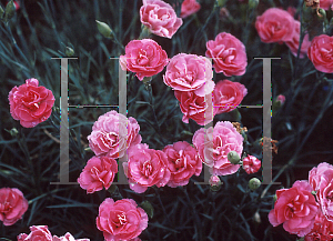 Picture of Dianthus  'Miss Pinky'