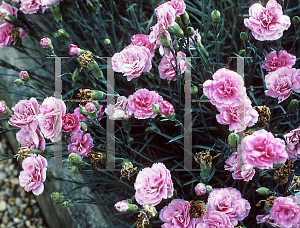 Picture of Dianthus  'Rosie Cheeks'