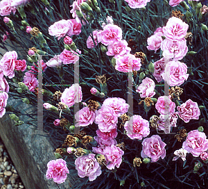 Picture of Dianthus  'Rosie Cheeks'