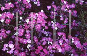 Picture of Dianthus chinensis 'First Love'