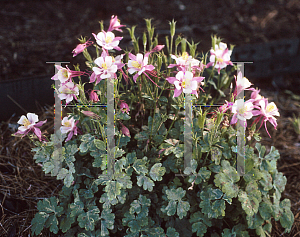 Picture of Aquilegia x hybrida 'Origami Rose and White'