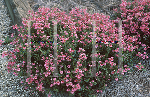 Picture of Diascia x 'Coral Belle'