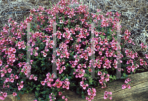 Picture of Diascia x 'Whisper Apricot'