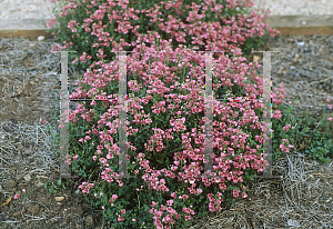 Picture of Diascia x 'Coral Belle'