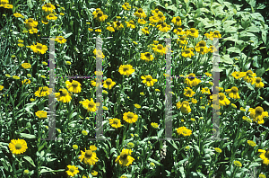 Picture of Helenium bigelovii 