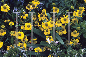 Picture of Helenium bigelovii 'The Bishop'