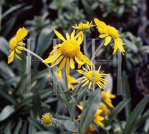 Picture of Helenium hoopesii 