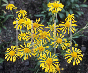 Picture of Helenium hoopesii 