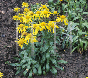 Picture of Helenium hoopesii 