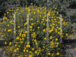 Picture of Helianthemum nummularium 