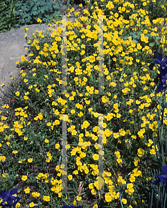 Picture of Helianthemum nummularium 