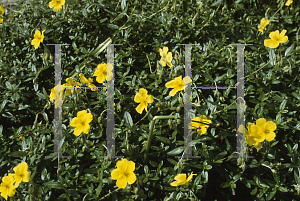 Picture of Helianthemum nummularium 