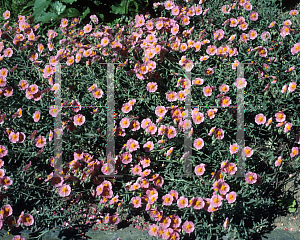 Picture of Helianthemum nummularium 