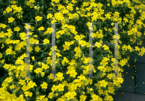 Picture of Helianthemum nummularium 'Buttercup'