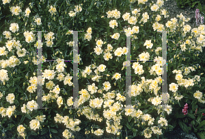 Picture of Helianthemum nummularium 'Broughton'