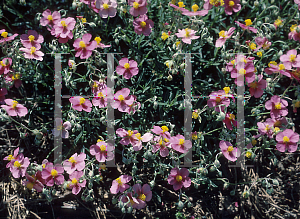 Picture of Helianthemum nummularium 'Mutabile'