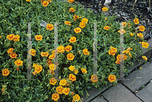 Picture of Helianthemum nummularium 'Ben Nevis'