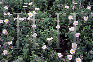 Picture of Helianthemum nummularium 'Rose-Pink'