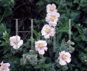 Picture of Helianthemum nummularium 'Rose-Pink'