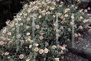 Picture of Helianthemum nummularium 'Wisley Pink'