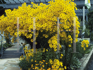 Picture of Helianthus angustifolius 