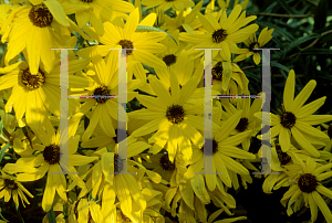 Picture of Helianthus angustifolius 