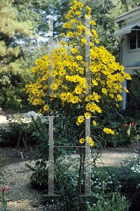 Picture of Helianthus angustifolius 