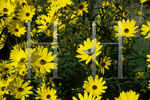 Picture of Helianthus angustifolius 