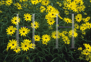 Picture of Helianthus angustifolius 