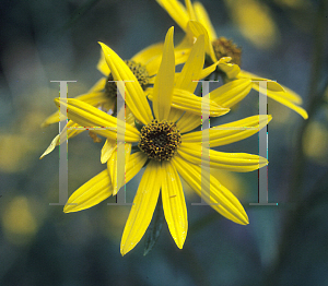 Picture of Helianthus angustifolius 