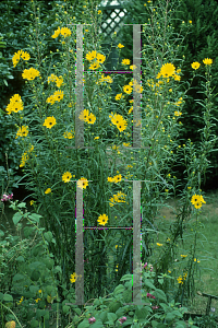 Picture of Helianthus angustifolius 